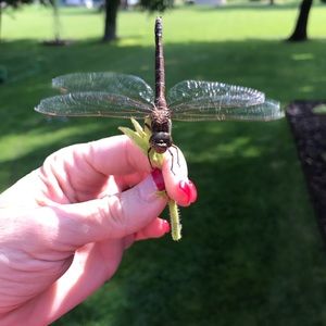 Meet your Posher, Lyssa